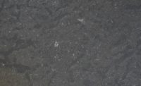 Stone of the Month: Champlain Black marble